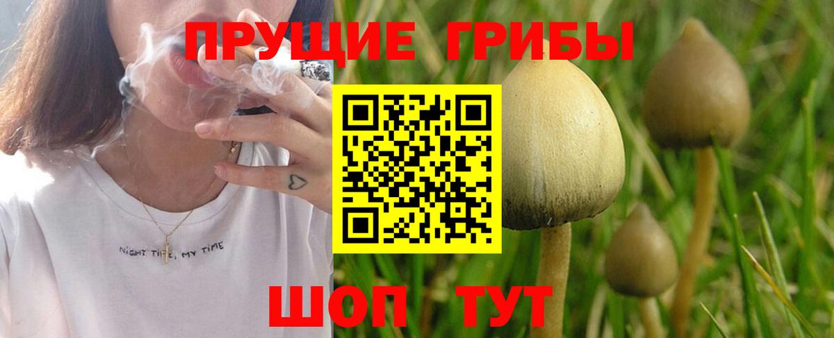 Галлюциногенные грибы Psilocybine cubensis Холмск